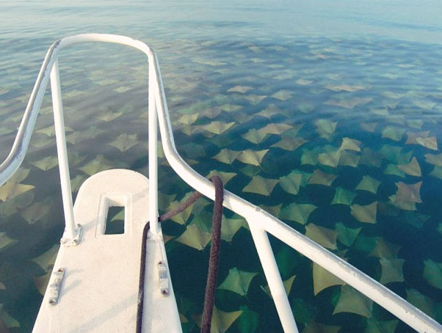 Stuff Just Looks So Much Scarier Underwater