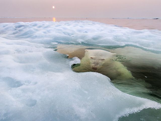 Stuff Just Looks So Much Scarier Underwater