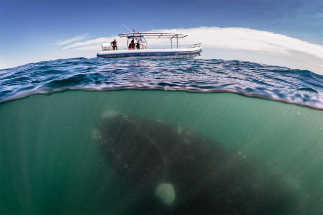 Stuff Just Looks So Much Scarier Underwater
