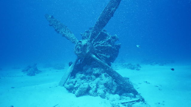 Stuff Just Looks So Much Scarier Underwater