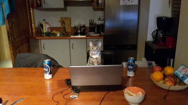 Morning Picdump