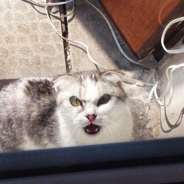 Content Image