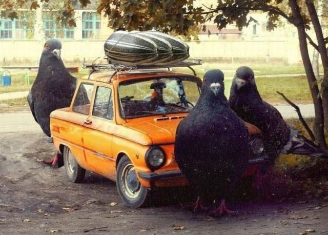 Content Image