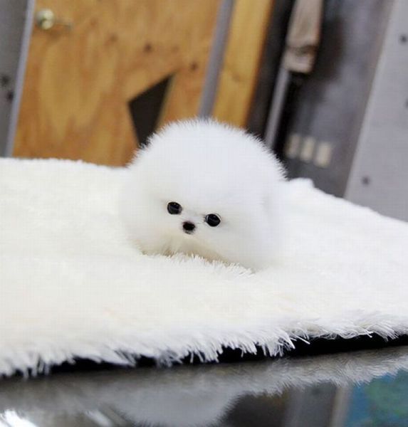 Content Image