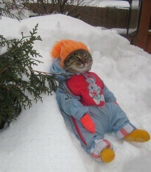 Content Image