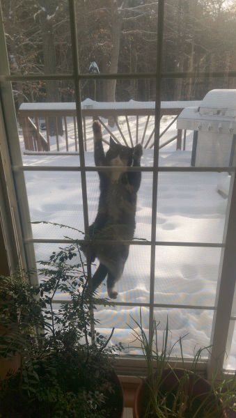 Content Image
