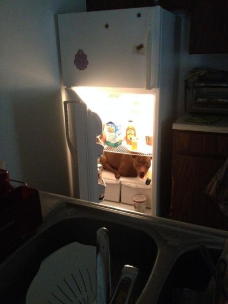 Content Image