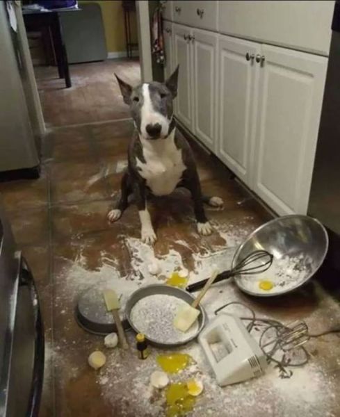 Content Image