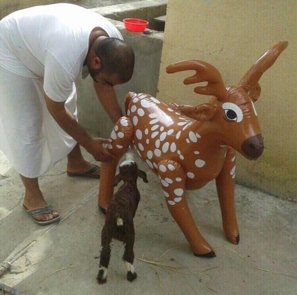 Content Image