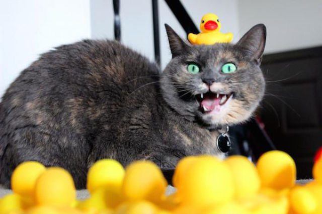 Daily Picdump