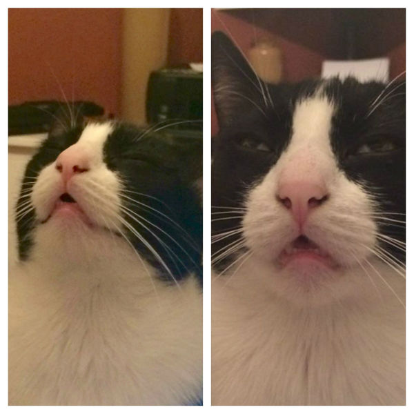 Content Image