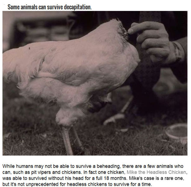 The Factual and Scientific History of Decapitation