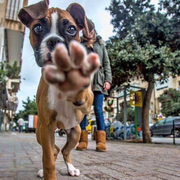 Content Image