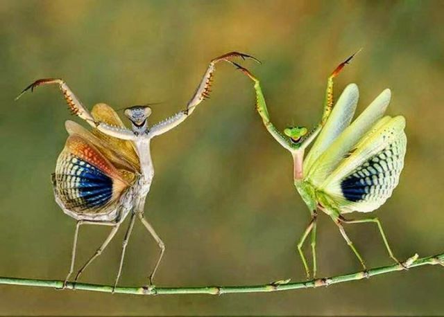 Morning Picdump