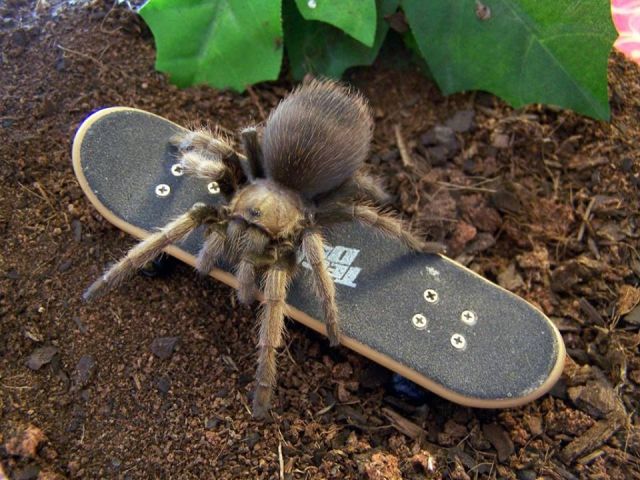 Content Image