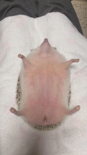 Content Image
