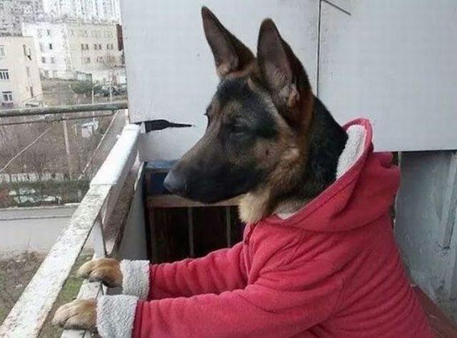 Content Image