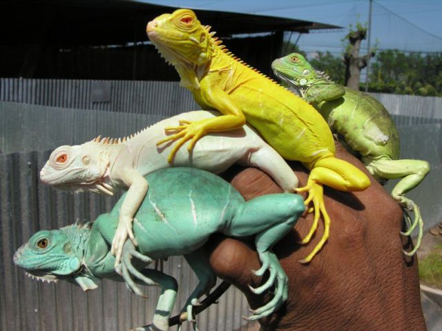 Content Image