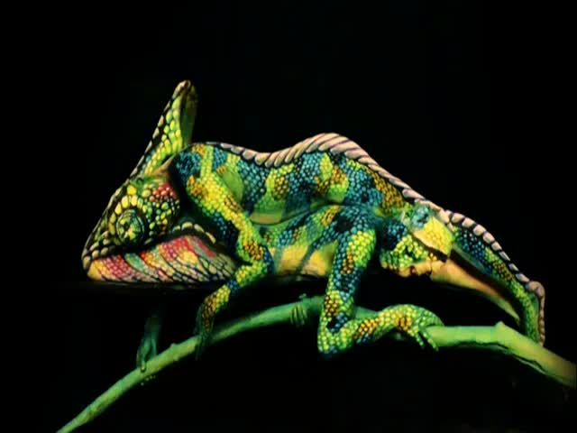 That Chameleon Has Two Pairs of Boobs (VIDEO)