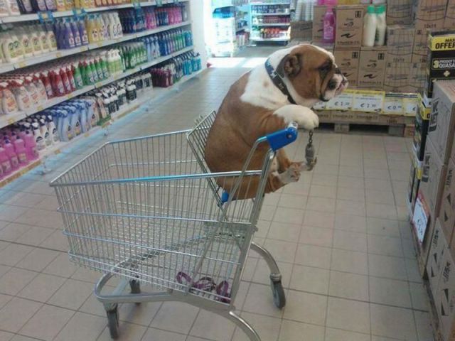 Daily Picdump