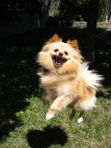 Examples of Excitement Overload
