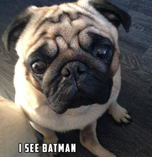 Morning Picdump