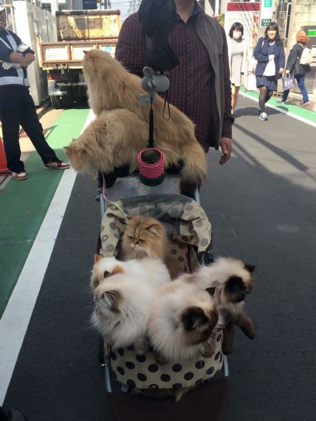 Content Image