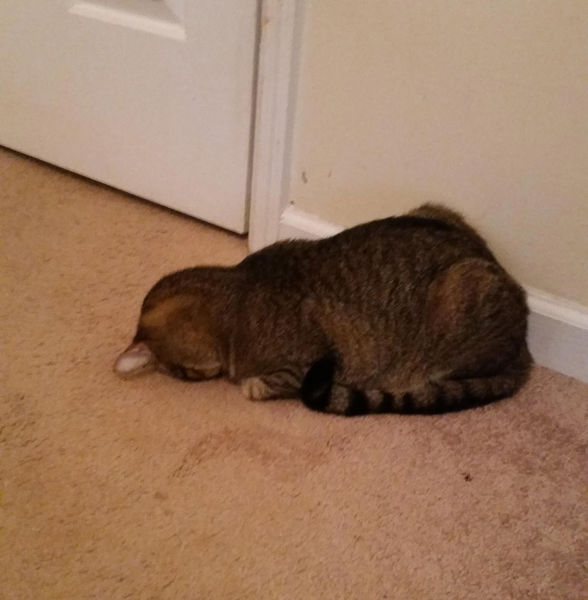 Morning Picdump