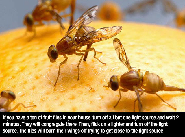 Awesome Tips to Make Everyday Things Easy Peasy