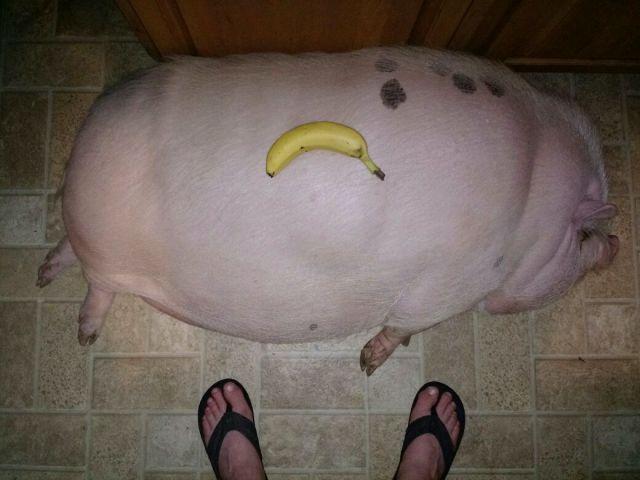 Content Image