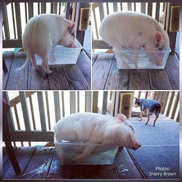 Content Image