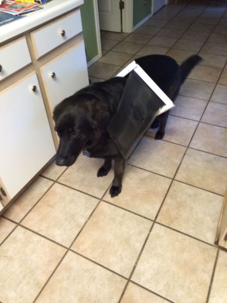 Morning Picdump