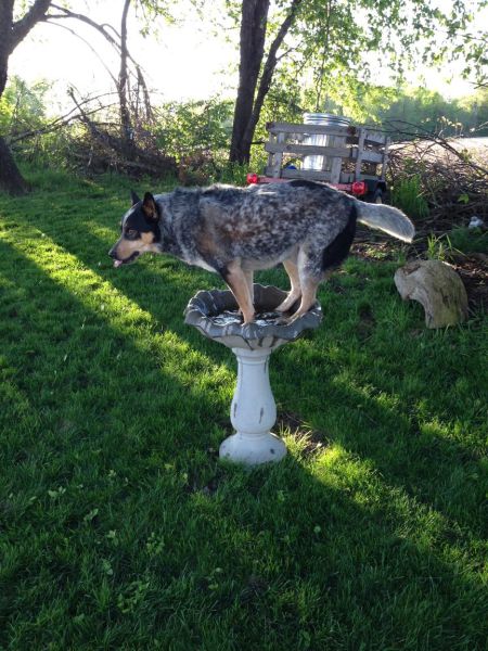 Daily Picdump