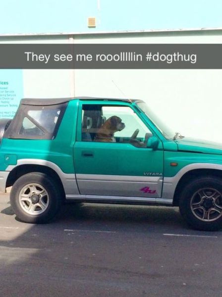 Daily Picdump