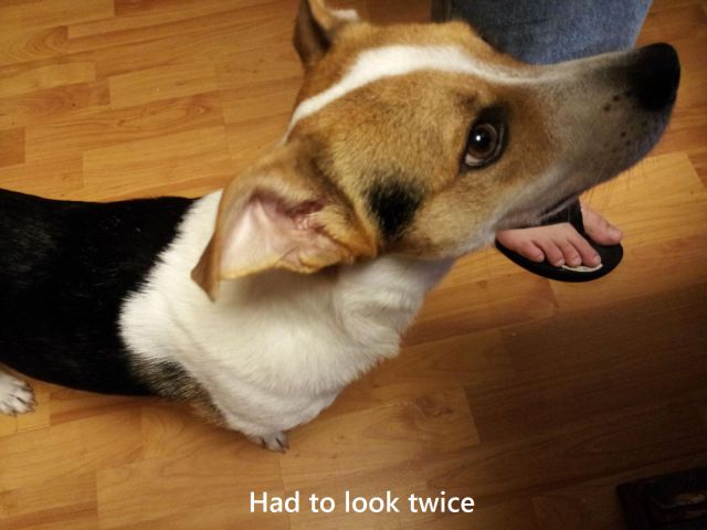Daily Picdump