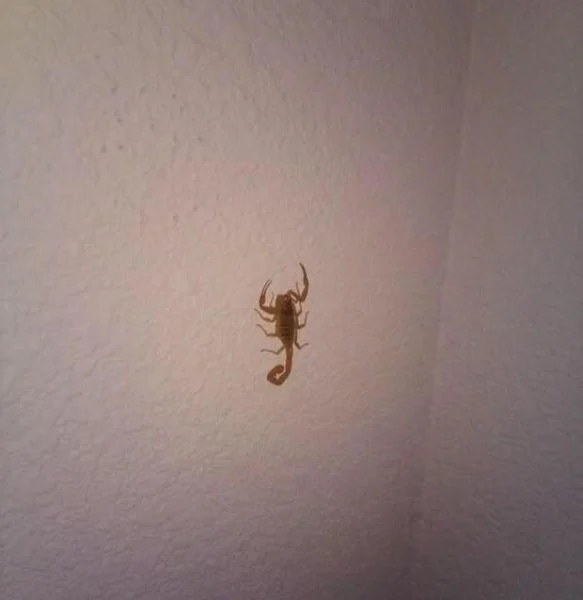 The Next Time You Have a Scorpion in Your House Just Try This