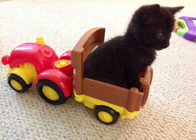 Content Image