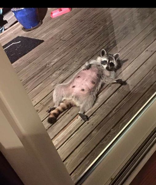 Content Image