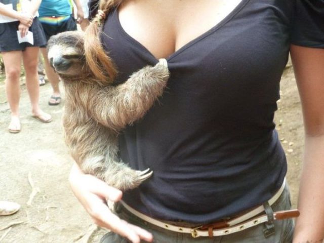 Proof That Animals Really Do Have all the Fun