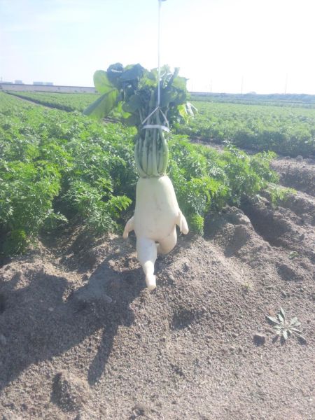 Content Image