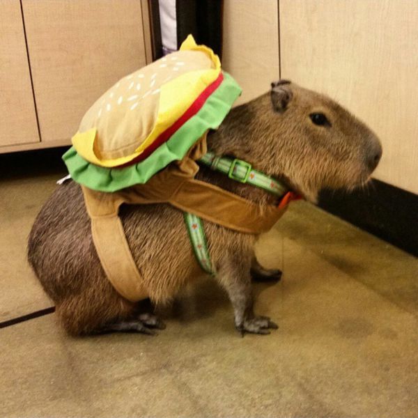 Morning Picdump
