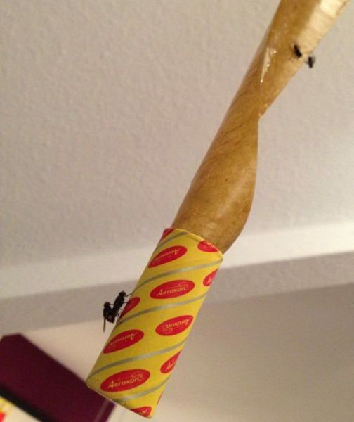 Content Image