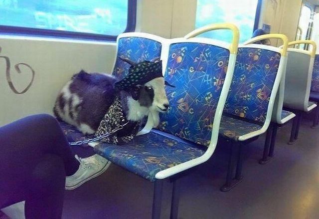 Content Image