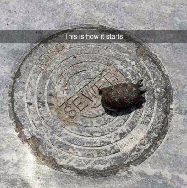 Content Image