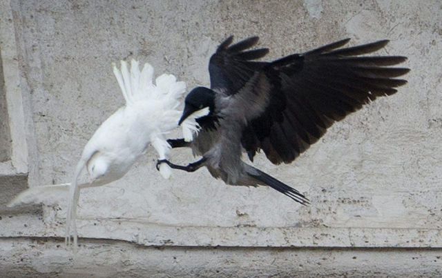 Daily Picdump