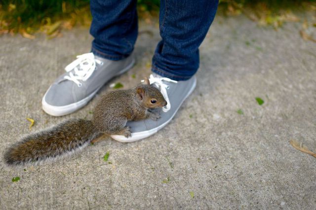 Content Image