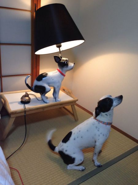 Daily Picdump