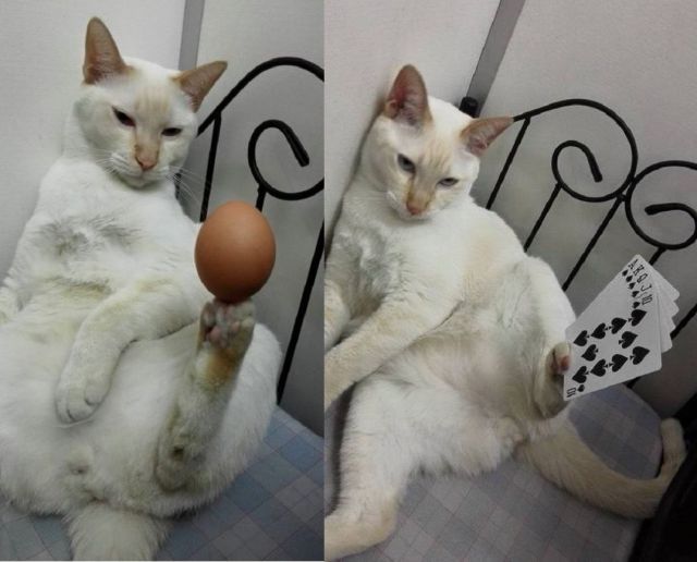 Content Image