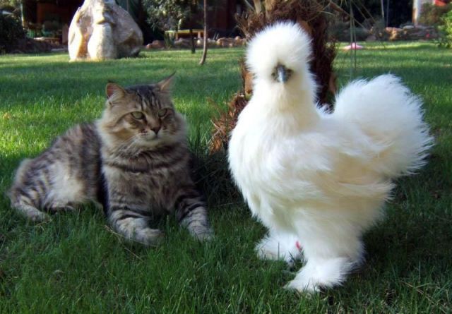 Content Image