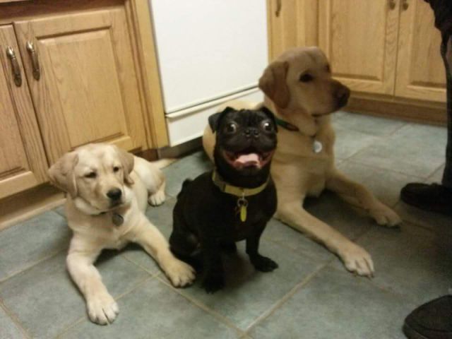 Content Image